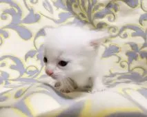 マンチカン(短足)【茨城県・男の子・2018年9月14日・クリームリンクスポイント】の写真3