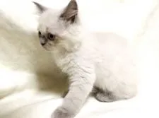 ヒマラヤン【茨城県・男の子・2020年7月8日・シールポイント】の写真4