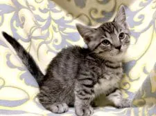 マンチカン(短足)【茨城県・男の子・2022年1月10日・シルバータビー】の写真4