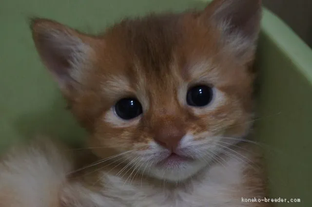 ID：1906-02117の子猫