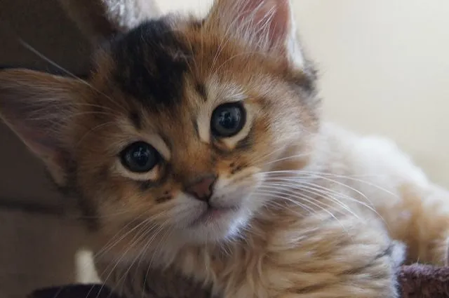 ID：1504-00199の子猫