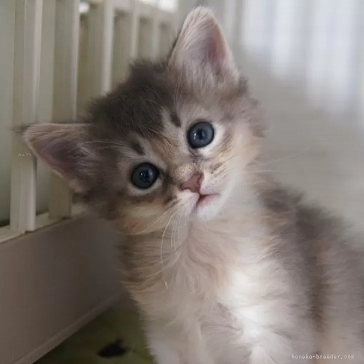 ID：2312-02326の子猫