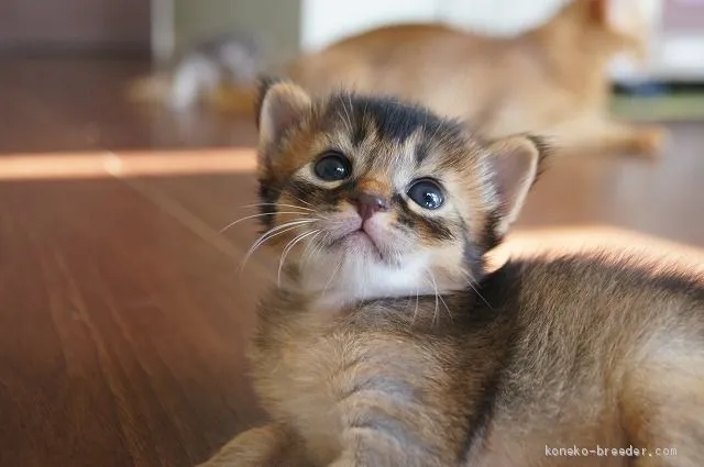 ID:2012-00757の子猫