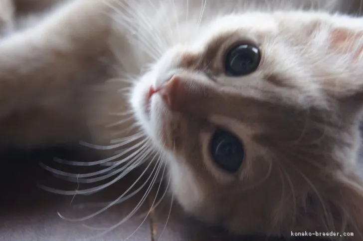 ID：1802-00076の子猫
