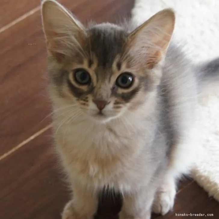 ID：2307-02918の子猫