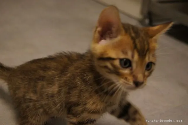 ID:1812-01353の子猫