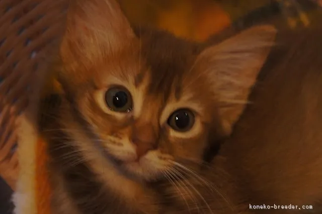 ID:1811-01458の子猫