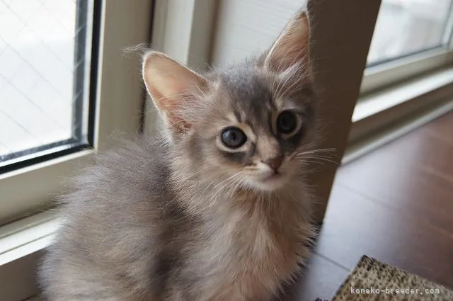 ID:2204-00202の子猫