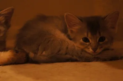 森田 様のお迎えした子猫