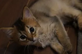 ID:1710-00473の子猫