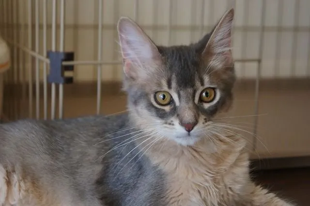 ID：1412-00047の子猫