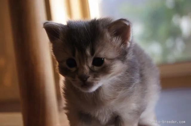 ID:1509-00246の子猫