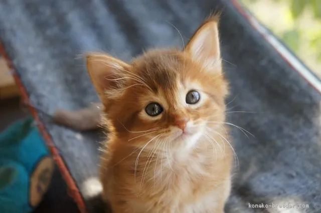 ID：1910-01361の子猫