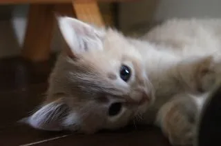 ID:1711-01076の子猫