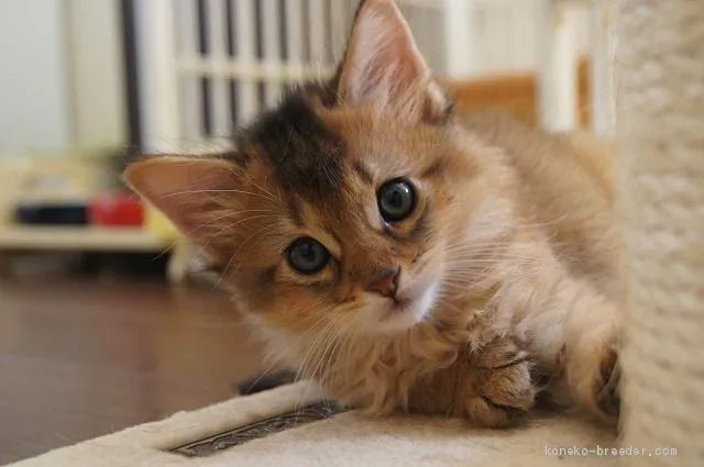 ID:1911-00793の子猫