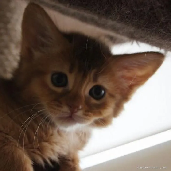 ID：2207-03076の子猫