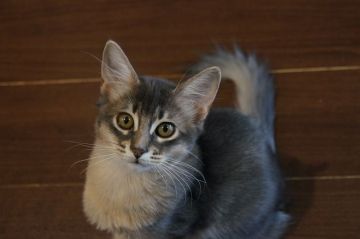 ソマリ【栃木県・女の子・2019年12月3日・ブルー】の写真「お目目が大きく可愛らしいです。」