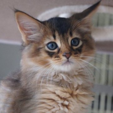 ソマリ【栃木県・男の子・2024年7月8日・ルディ】の写真「大人しく優しいお顔の男の子です」