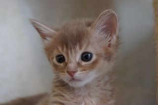 ソマリ【栃木県・女の子・2017年5月20日・フォーン】の写真「綺麗なフォーンの女の子です。」