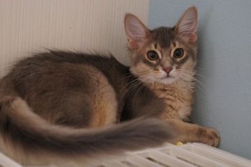 ソマリ【栃木県・男の子・2019年10月20日・ブルー】の写真「甘えん坊な男の子です。」