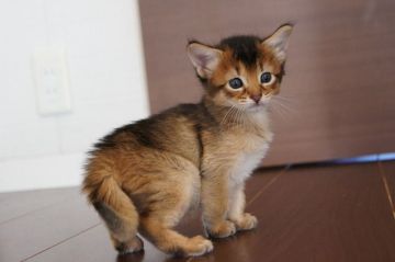 ソマリ【栃木県・女の子・2019年12月3日・ルディ】の写真「優しいお顔立ちです」