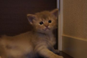 ソマリ【栃木県・男の子・2015年3月21日・フォーン】の写真「」