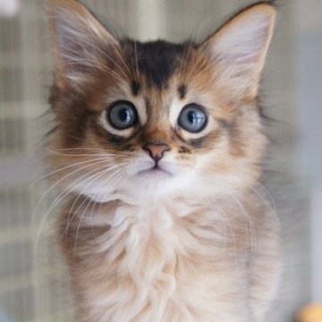 ソマリ【栃木県・男の子・2024年7月8日・ルディ】の写真「可愛らしいお顔の男の子です」