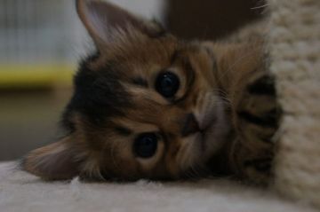 ソマリ【栃木県・女の子・2019年6月4日・ルディ】の写真「お目目が大きな可愛らしい女の子です」