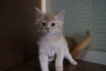 ソマリ【栃木県・女の子・2020年3月8日・フォーン】の写真「おっとりさんな女の子かもしれません・・」