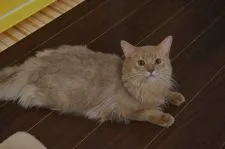 ソマリ【栃木県・男の子・2018年11月14日・フォーン】の写真2