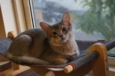 ソマリ【栃木県・男の子・2017年5月20日・ブルー】の写真2