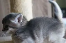 ソマリ【栃木県・女の子・2020年5月26日・ブルー】の写真2