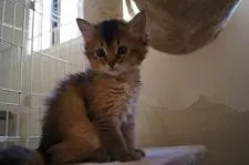 ソマリ【栃木県・女の子・2015年3月25日・ルディ】の写真2