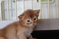 ソマリ【栃木県・男の子・2020年11月23日・レッド】の写真2