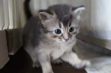 ソマリ【栃木県・女の子・2020年5月26日・ブルー】の写真3