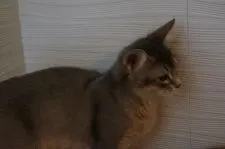 ソマリ【栃木県・男の子・2017年5月20日・ブルー】の写真3