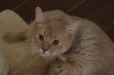 ソマリ【栃木県・男の子・2018年11月14日・フォーン】の写真3