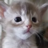 ソマリ