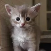 ソマリ