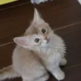 ソマリ