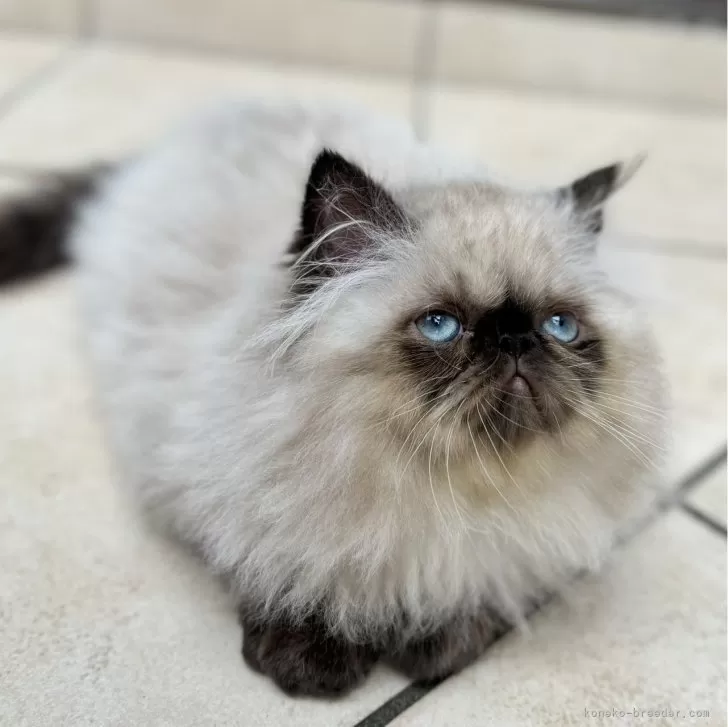 ID：2407-00944の子猫