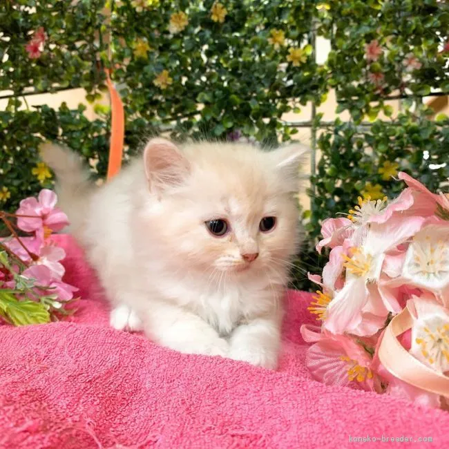 ID：2004-00526の子猫