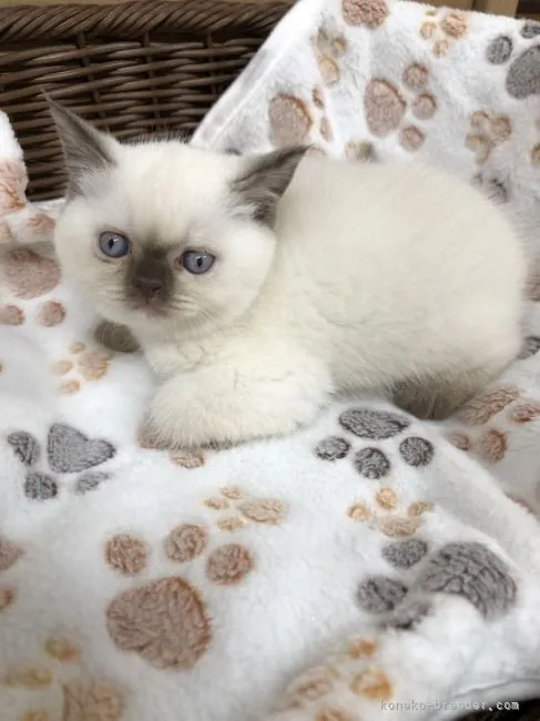 ID:2109-02162の子猫