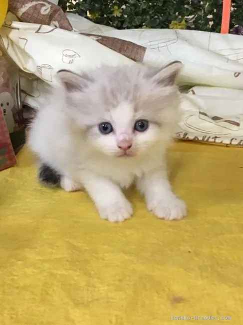 ID：2006-00612の子猫