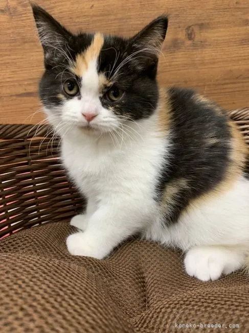 ID：2109-02087の子猫