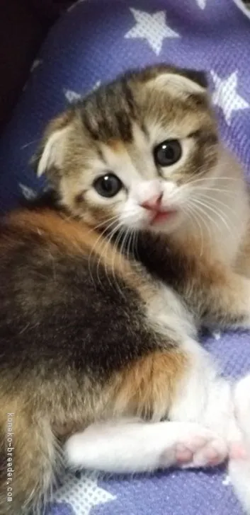 ID：1808-00769の子猫