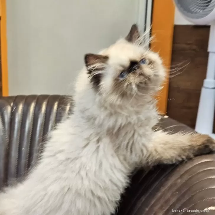 ID:2407-00362の子猫