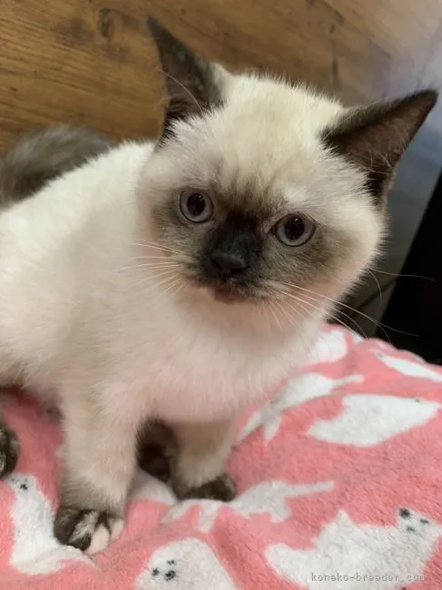 ID：2109-02160の子猫