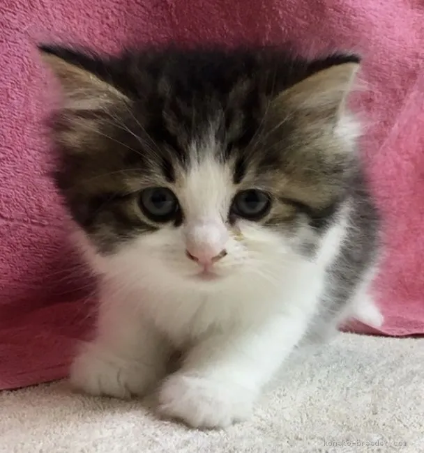 ID：1912-01276の子猫