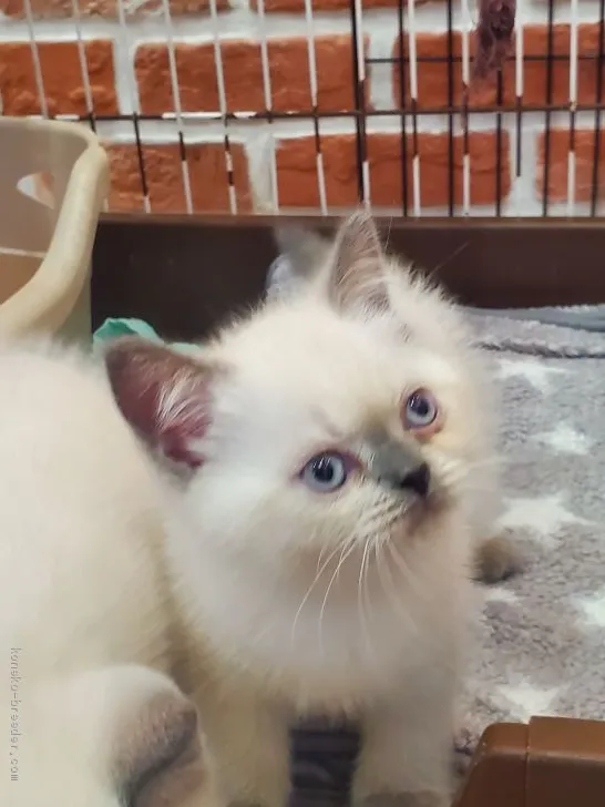 ID:2010-00214の子猫